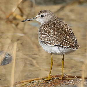 Wood Sandpiper